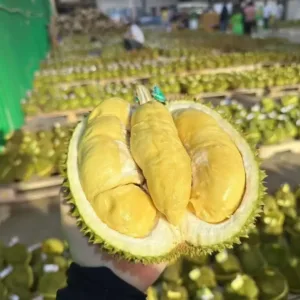 Frozen IQF Durian