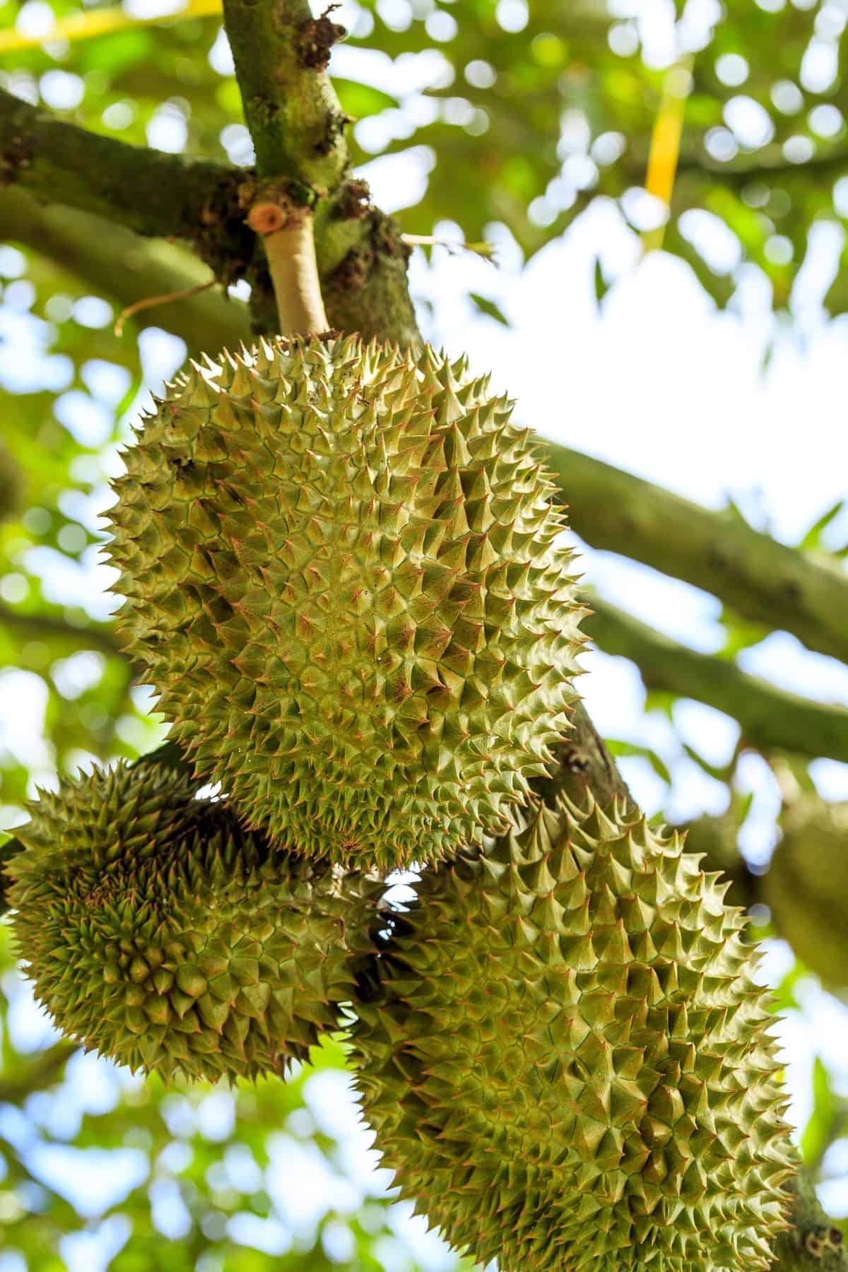 durian 2