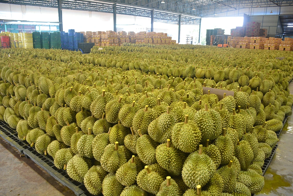durian vinfruits