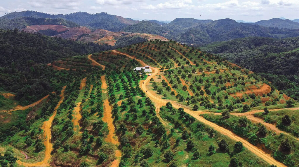 vinfruits farm