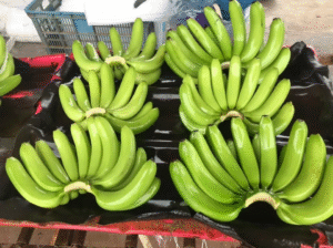 Chuoi tuoi Cavandish VinFruits 05