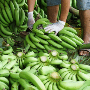 Vinfruits 08