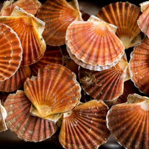 Scallop Shell