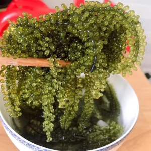 SEA GRAPES