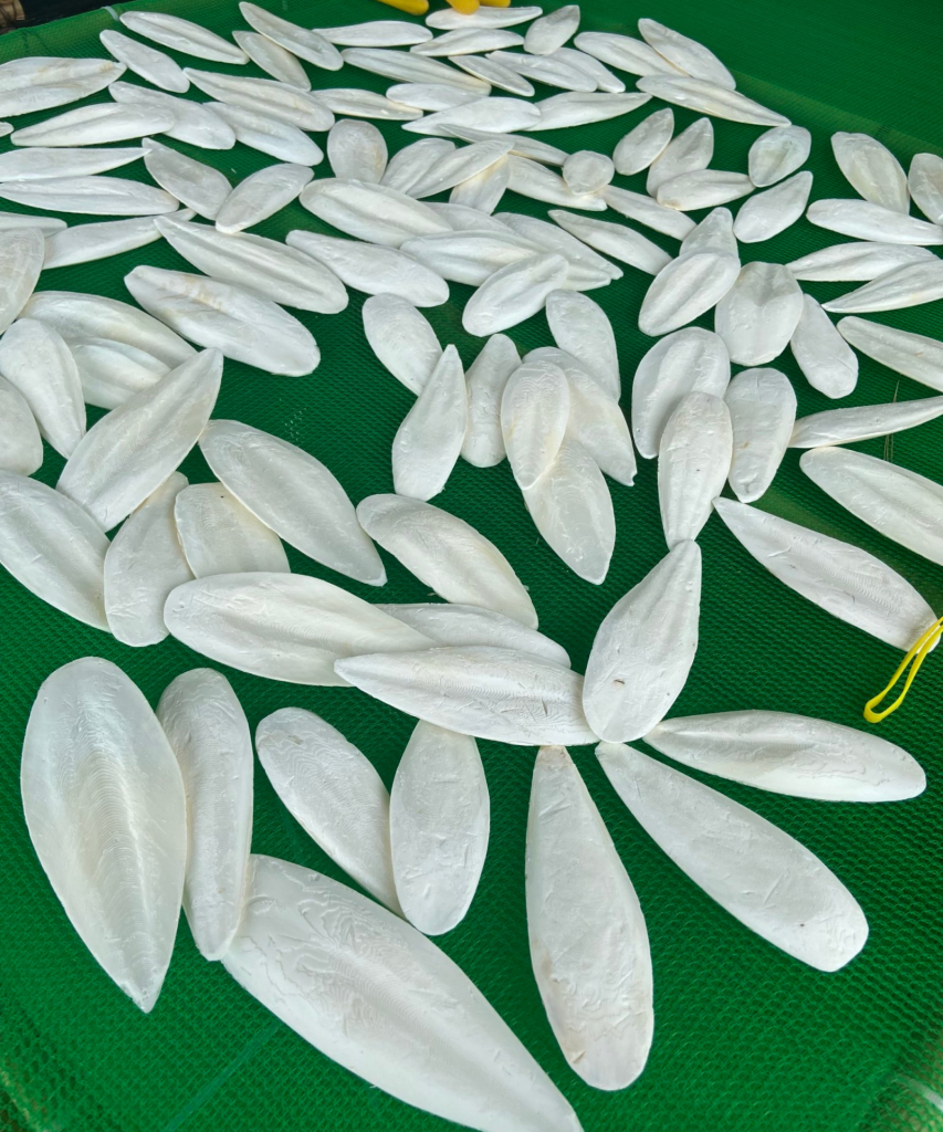CUTTLEFISH BONE 4 Viet Delta 2