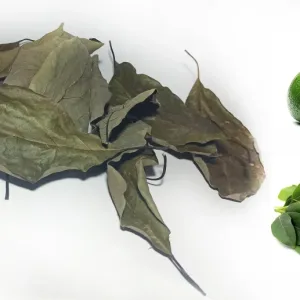 Dried Avocado Leaf (Persea americana)