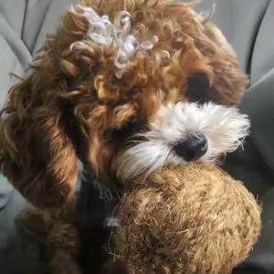 COCONUT HUSK BALL DOG TOY