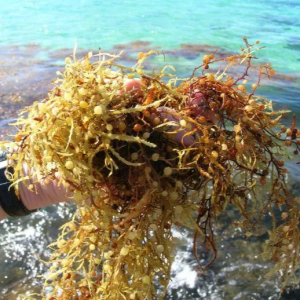 SARGASSUM SEAWEED POWDER