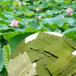 Dried Lotus Leaf (Nelumbo nucifera)