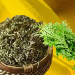 Dried Mugwort Leaf (Artemisia vulgaris)