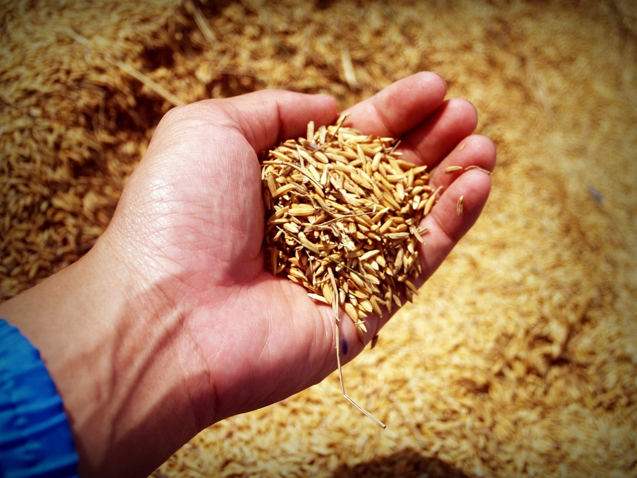 Jasmine Rice (Perfumed Rice) 1 rice 1549130 1280
